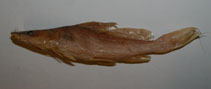 Image of Bagrus filamentosus 