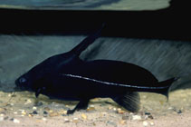 Image of Bagrichthys macracanthus (Black lancer catfish)