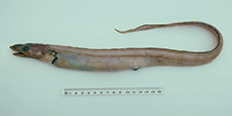 Image of Bathycongrus odontostomus (Toothy conger)