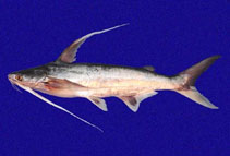 Image of Bagre pinnimaculatus (Red sea catfish)