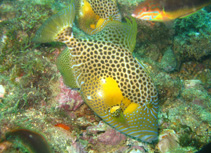 Image of Balistes punctatus (Bluespotted triggerfish)