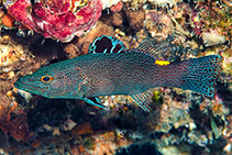 Image of Belonoperca chabanaudi (Arrowhead soapfish)