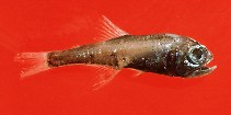 Image of Benthosema glaciale (Glacier lantern fish)