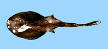 Image of Benthobatis moresbyi (Dark blind ray)