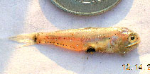 Image of Benthosema pterotum (Skinnycheek lanternfish)