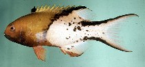 Image of Bodianus anthioides (Lyretail hogfish)