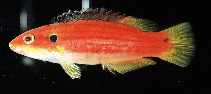 Image of Bodianus bimaculatus (Twospot hogfish)