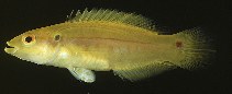 Image of Bodianus bimaculatus (Twospot hogfish)