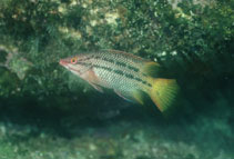 Image of Bodianus diplotaenia (Mexican hogfish)