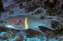 Image of Bodianus diplotaenia (Mexican hogfish)