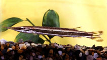 Image of Boulengerella lateristriga (Striped pike-characin)
