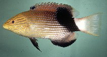 Image of Bodianus loxozonus (Blackfin hogfish)