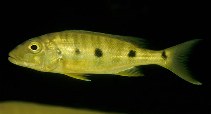 Image of Boulengerochromis microlepis (Giant cichlid)