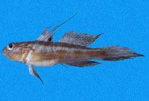 Image of Bollmannia ocellata (Pennant goby)