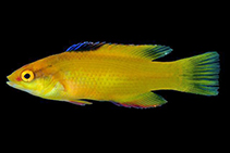 Image of Bodianus pulchellus (Spotfin hogfish)