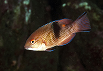 Image of Bodianus speciosus (Blackbar hogfish)