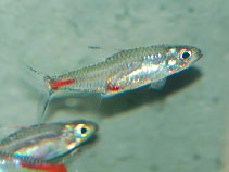 Image of Brittanichthys axelrodi 