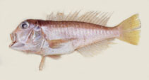 Image of Branchiostegus doliatus (Ribbed tilefish)