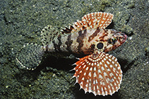 Image of Brachypterois serrulata (Sawcheek scorpionfish)