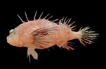 Image of Brachypterois serrulifer (Sawmaxilla scorpionfish)
