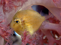 Image of Brachaluteres ulvarum (Japanese inflator filefish)