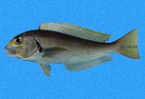 Image of Caulolatilus affinis (Bighead tilefish)