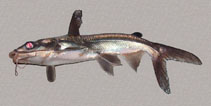 Image of Cathorops kailolae (Papillate sea catfish)