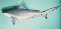 Image of Carcharhinus amboinensis (Pigeye shark)
