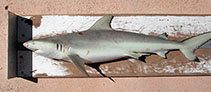 Image of Carcharhinus cautus (Nervous shark)