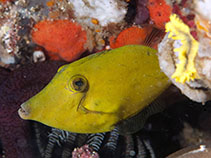 Image of Cantherhines cerinus (Waxy filefish)
