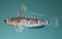 Image of Synchiropus corallinus (Exclamation point dragonet)