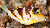 Image of Canthigaster coronata (Crowned puffer)