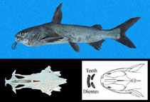 Image of Cathorops dasycephalus (Bigbelly sea catfish)