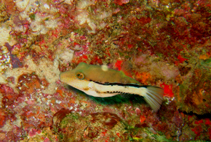 Image of Canthigaster figueiredoi (Southern Atlantic sharpnose-puffer)