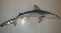 Image of Carcharhinus isodon (Finetooth shark)