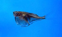 Image of Carnegiella marthae (Blackwing hatchetfish)