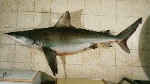 Image of Carcharhinus obscurus (Dusky shark)