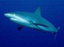 Image of Carcharhinus perezii (Caribbean reef shark)