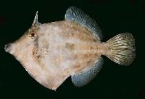 Image of Cantherhines rapanui (Rapanui filefish)