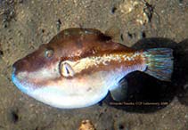 Image of Canthigaster rivulata (Brown-lined puffer)