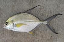 Image of Caranx senegallus (Senegal jack)
