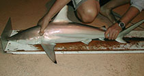 Image of Carcharhinus tilstoni (Australian blacktip shark)