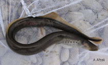 Image of Caspiomyzon wagneri (Caspian lamprey)