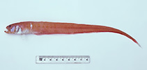 Image of Cepola australis (Australian bandfish)