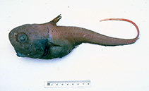 Image of Cetonurus crassiceps (Globosehead rattail)