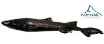 Image of Centroscyllium granulatum (Granular dogfish)