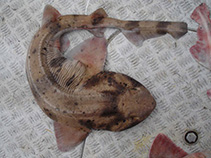 Image of Cephaloscyllium isabella (Draughtsboard shark)