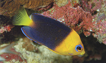 Image of Centropyge joculator (Yellowhead angelfish)