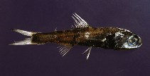 Image of Ceratoscopelus maderensis (Madeira lantern fish)
