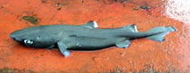 Image of Centroscyllium nigrum (Combtooth dogfish)